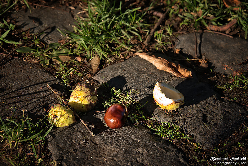 Bernhard Saalfeld - Autumn is coming 2022